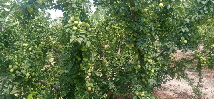 کود محرک رشد کروا ۲۰ لیتری افزایش سبزینگی ورشد اندامهای هوایی حاصلخیزی وباروری