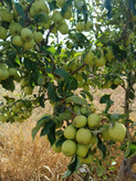 کود محرک رشد کروا ۲۰ لیتری افزایش سبزینگی ورشد اندامهای هوایی حاصلخیزی وباروری