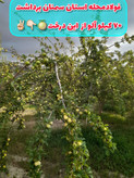 کود فروت ست یک لیتری افزایش گل دهی وتناژ وسبزینگی