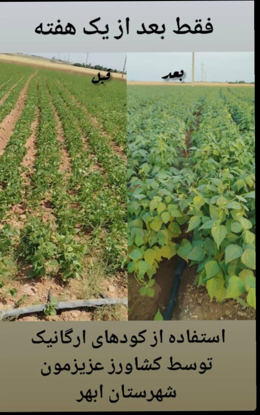 کودباغچه پلیت کامل ۲۵ کیلو یی غنی سازی مزارع در آبیاری و بارندگی شسته نمیشود