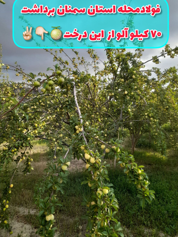 کود محرک رشد کروا ۲۰ لیتری افزایش سبزینگی ورشد اندامهای هوایی حاصلخیزی وباروری