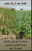 کود محرک رشد کروا ۲۰ لیتری افزایش سبزینگی ورشد اندامهای هوایی حاصلخیزی وباروری